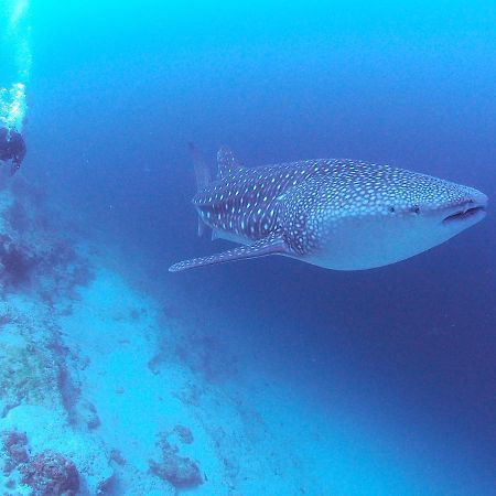 Unwind Dhigurah Hotel Dhigurah  Buitenkant foto