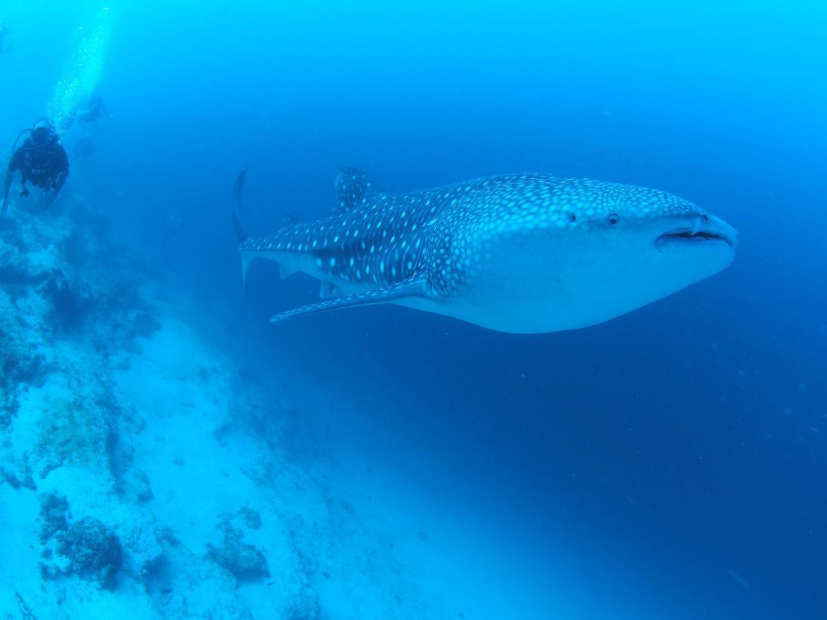 Unwind Dhigurah Hotel Dhigurah  Buitenkant foto